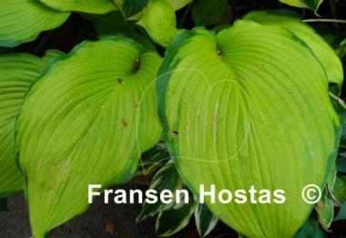 Hosta Night Shift