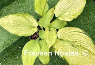 Hosta Night Shift