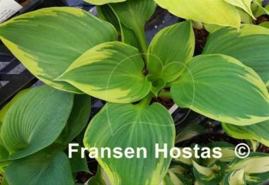 Hosta Night at the Opera