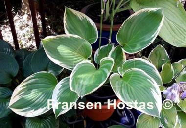 Hosta Night at the Opera