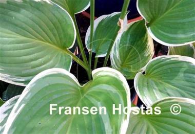 Hosta Night at the Opera