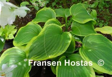 Hosta Night at the Opera