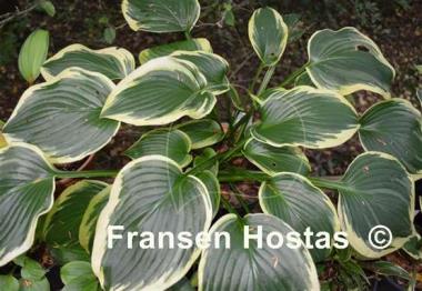 Hosta Night at the Opera