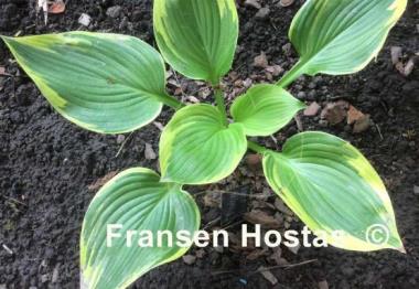 Hosta Night at the Opera