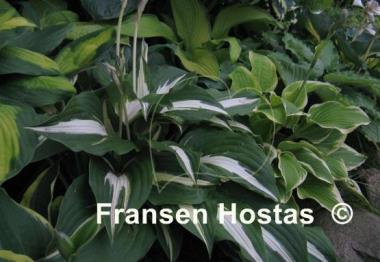 Hosta Night before Christmas