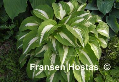 Hosta Night before Christmas