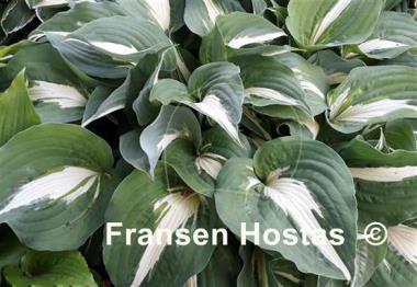 Hosta Night before Christmas