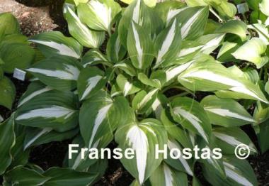 Hosta Night before Christmas