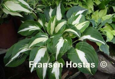 Hosta Night before Christmas