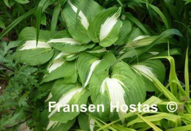 Hosta Night before Christmas