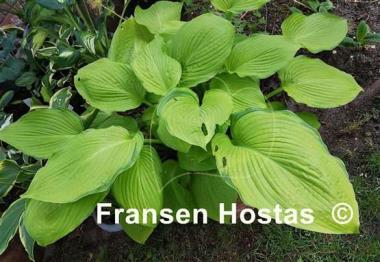 Hosta Night shift
