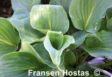 Hosta Nightlife