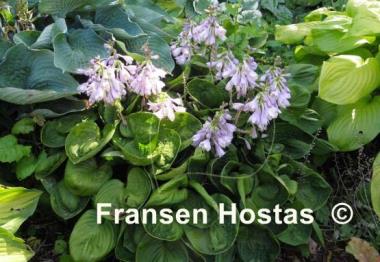 Hosta Nippers
