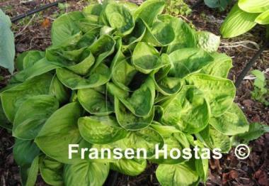 Hosta Nippers