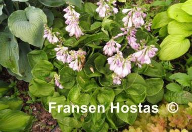 Hosta Nippers