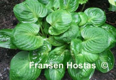 Hosta Nippers
