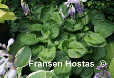 Hosta Nippers
