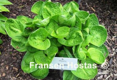 Hosta Nippers