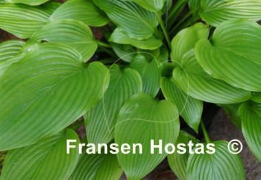 Hosta Nokogiriyama