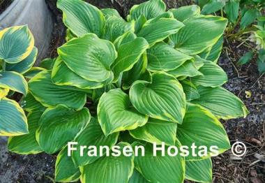Hosta None Lovelier 