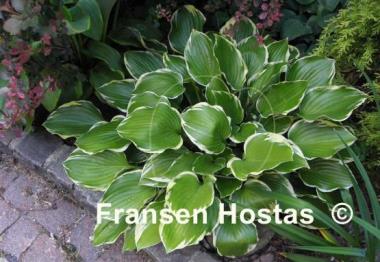 Hosta None Lovelier