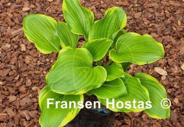 Hosta None Lovelier