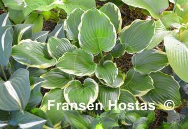 Hosta None Lovelier