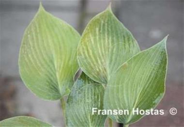 Hosta North Atlantic