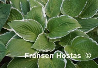 Hosta North Hills