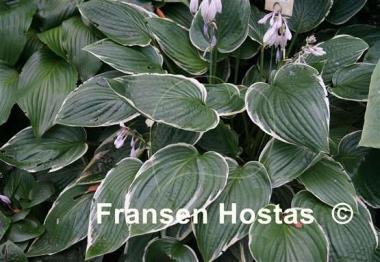 Hosta North Hills