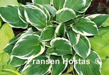 Hosta North Hills
