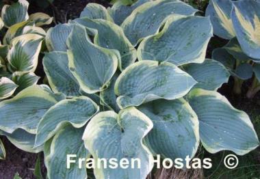 Hosta Northern Exposure
