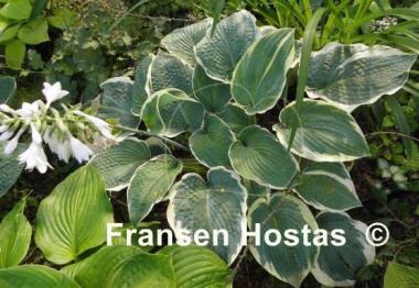 Hosta Northern Exposure