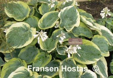 Hosta Northern Exposure
