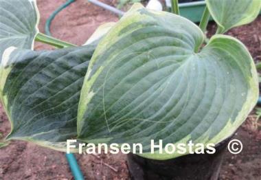 Hosta Northern Exposure