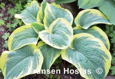 Hosta Northern Exposure