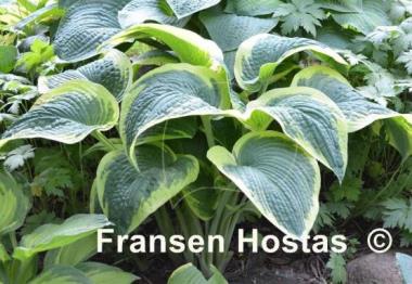 Hosta Northern Exposure