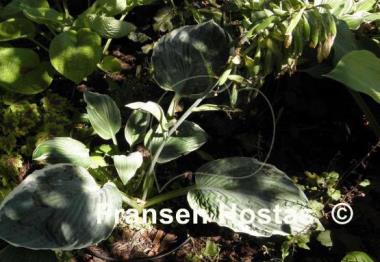 Hosta Northern Halo