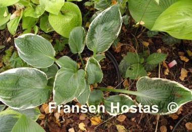 Hosta Northern Halo