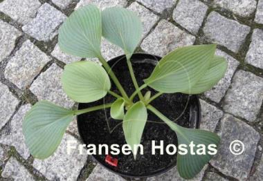 Hosta Northwest Textures