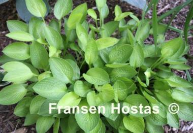 Hosta Norwalk Chartreuse