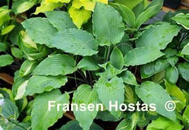 Hosta Number Nine
