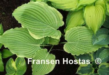 Hosta Nutty Professor