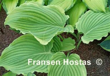 Hosta Nutty Professor