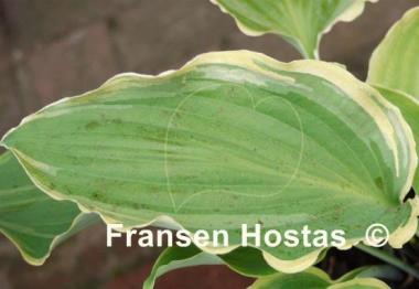 Hosta Nutty Professor