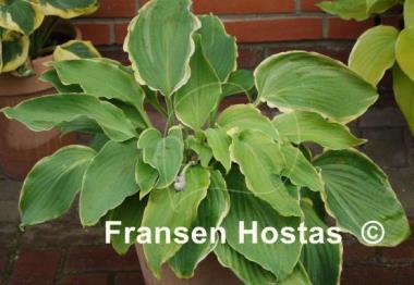 Hosta Nutty Professor