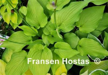 Hosta nameoki