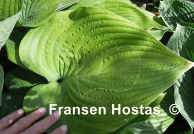 Hosta nigrescens 'Elatior'