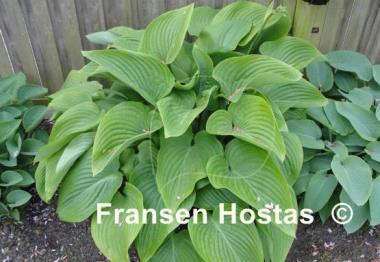 Hosta nigrescens 'Elatior'