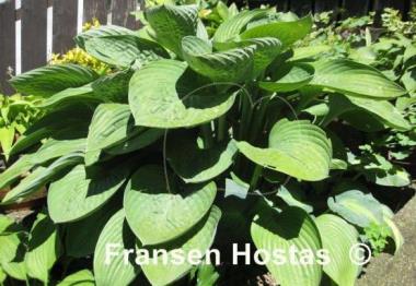 Hosta nigrescens